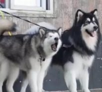 流浪狗咬人居委会是否有义务 | 通州一流浪狗咬伤多个小区居民,目前已被打死