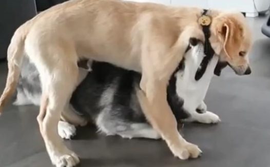 两只狗狗打架后被关一个笼子，金毛一脸委屈，哈士奇却很开心