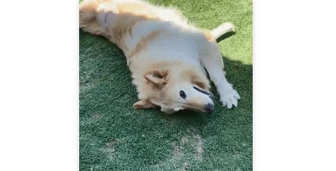 你家狗多久洗一次?我家狗都快把我逼疯了…