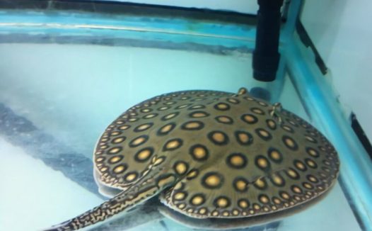 珍珠虹鱼身份信息