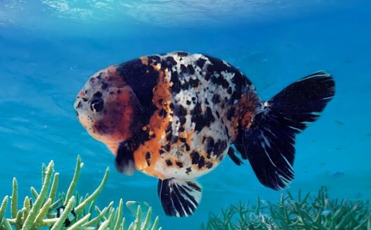 花兰寿身份信息