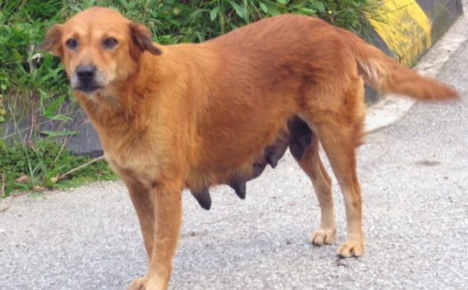 深夜女孩被捕食的狗狗护卫，到大门口狗狗却一步不进，女孩的举止很贴心