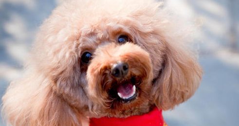 狗狗和主人抢儿童滑板车，快到小宝宝都追赶不上，网民：怕是要修炼成仙了