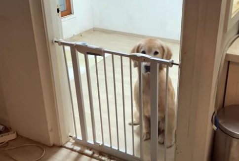 主人搬家离开,留下10岁金毛看家,狗狗每天哀嚎,盼望主人来接它