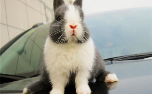 荷兰兔身份信息