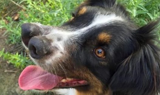 美牧羊犬天生2个鼻子 被领养成宠物明星