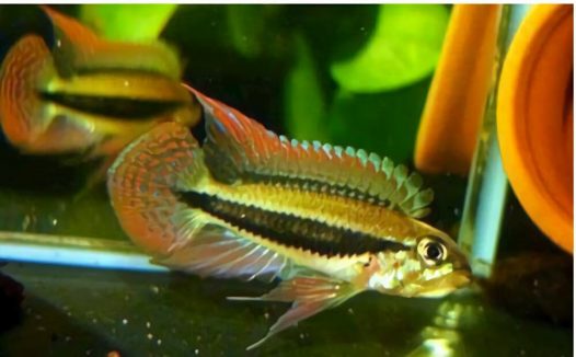 国王短鲷身份信息