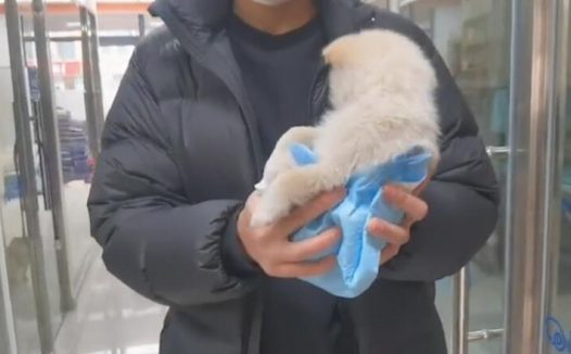 仅2个月大的小奶狗，不知道为什么竟被丢在楼梯道里