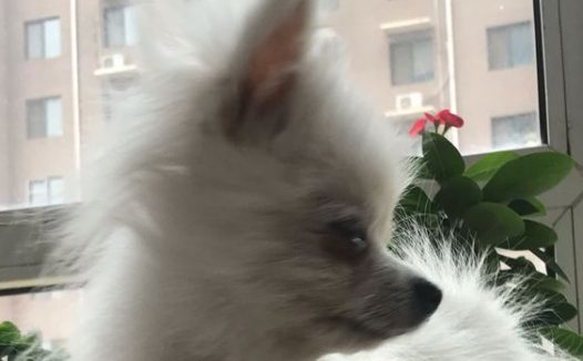 小狗被主人家抛弃，仅因它的毛量很差，网友感觉它挺讨人喜欢决策收留