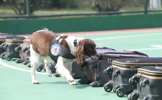 我收养了一只退役警犬