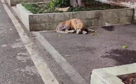 金毛犬,历经了多少磨难,才遇到一位愿意帮它的人!