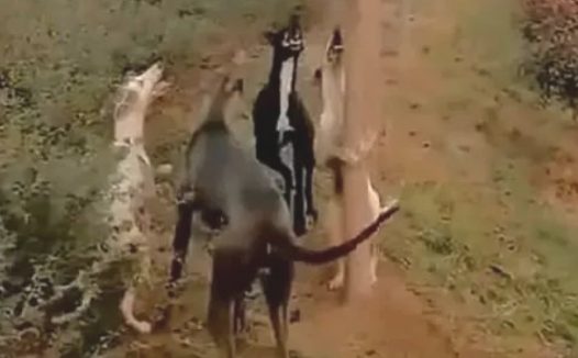 4只狗围堵1只躲在树枝的猫咪，白狗当场学爬树，丢狗脸了