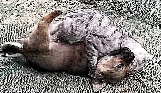 小狗在院子乱叫，认为被隔壁邻居打过，放出去救它，场景扎心了