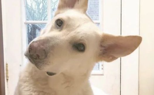 有着一只会掉毛的狗砸,你就还有机会变为艺术大师!