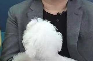 never一直在盯着高晓松 李佳琦狗狗never是什么品种