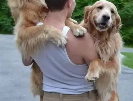 世上最大的狗狗:身高达2.3米,女主人为它拒绝了男性的追求