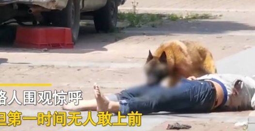 晚上遛弯男子街边逗狗 恶狗突然发疯男子被“咬惨”