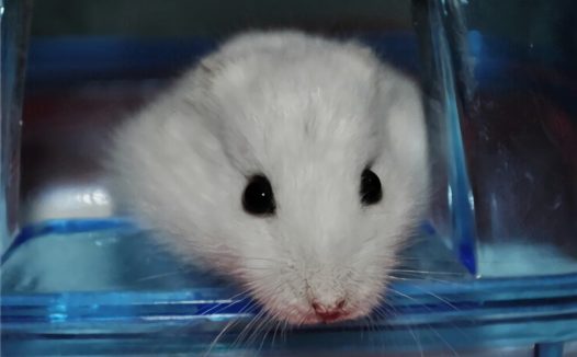 奶茶仓鼠身份信息