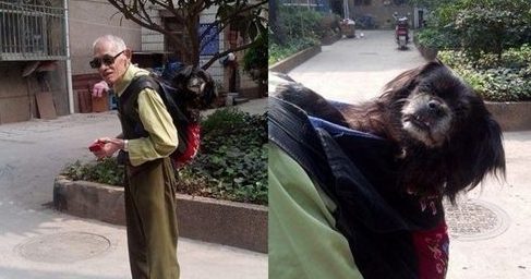 爱犬年迈瘫痪 8旬老翁不离不弃每天背它一起散步