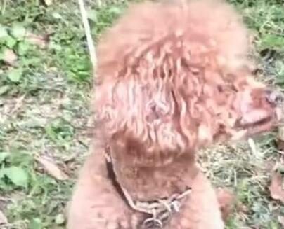 空无一人的草坪上坐下来一只泰迪，眼中闪着泪珠，狗：妈，你在哪里