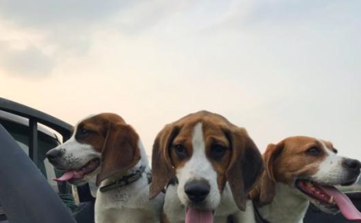 狗狗玩得正嗨,突然蔫儿了,脸也肿得像猪头,狗狗:我被蛇亲了