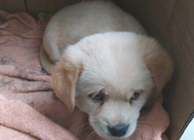 街头发现只流浪狗，小家伙一脸茫然地望着外边，希望被热心人收容