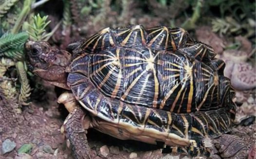 几何陆龟身份信息