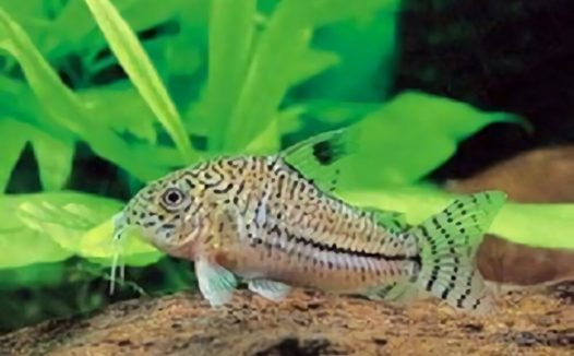 白豹鼠鱼身份信息