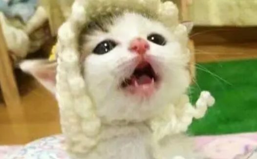 重庆狗狗指定疫苗 | 关注｜为宠物做好免疫，才是你真正爱它的表现