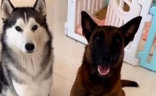 哈士奇婚娶马犬竟遭网友催更：快使我们看一下它俩子孙后代长啥样