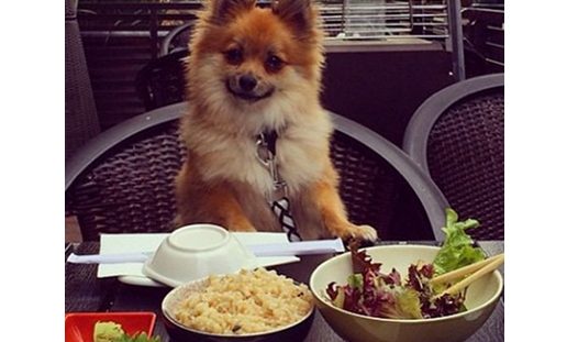 芝加哥酒店为宠物配备大厨,制作猫狗爱吃的食物