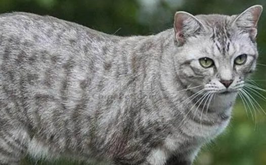 北京人每年为宠物花12亿 在册犬已达53.4万