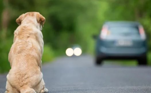 防止宠物被遗弃，法国2024年起禁宠物店贩售猫狗