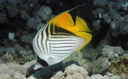 人字蝶身份信息