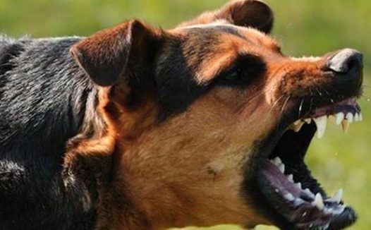 不拴狗绳遛狗,中型犬尖叫吓倒老人