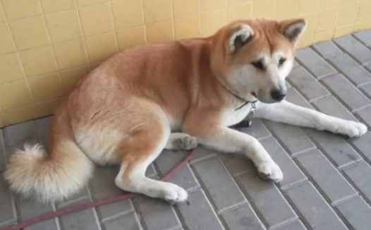 主人生病住院治疗,狗狗守在医院大门口,六天不愿离去……