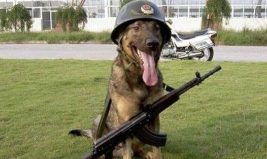 中华土狗为啥不能做军犬，听完兵哥哥的解释，网友：确实不敢用！