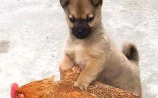 小狗狗看老母鸡不爽，上去就是一顿狂揍，无辜老母鸡好让人心疼