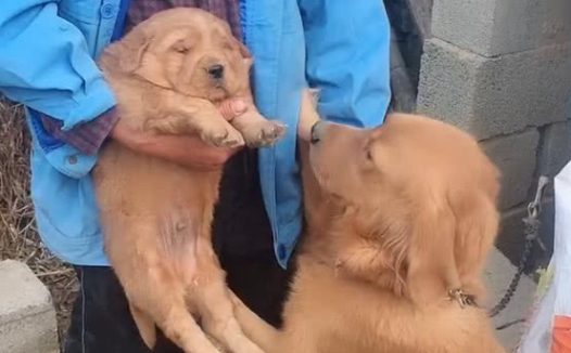 狗妈妈获知最终一只小狗即将送走,立在主人家眼前央求,狗:别送走