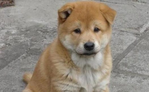 遛狗不牵绳!金毛撞坏兰博基尼,狗主人狮子大开口要赔偿