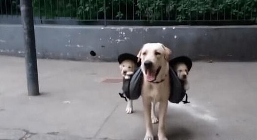 全能狗妈拉布拉多犬,竟带着宝宝出门遛弯,画面看着太温馨了