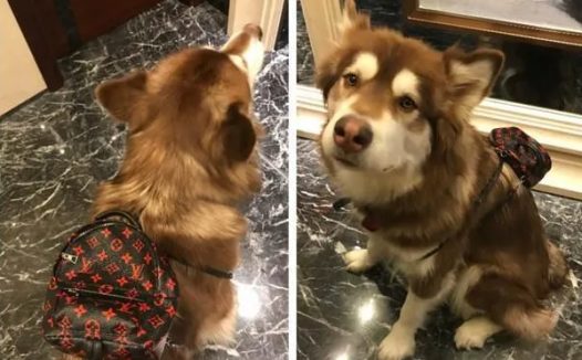 同宠不同命!陈伟霆家狗衣服穿到起球,宋茜家的宠物猪衣服要3090