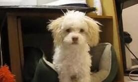 狗狗拆家被发现, 竟然冲过来想“灭口”!