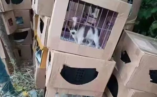 活体宠物盲盒？此地上百只奶猫奶狗哀嚎不止，有的已死亡………