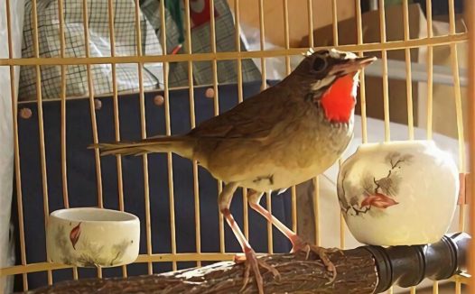 红靛颏儿身份信息