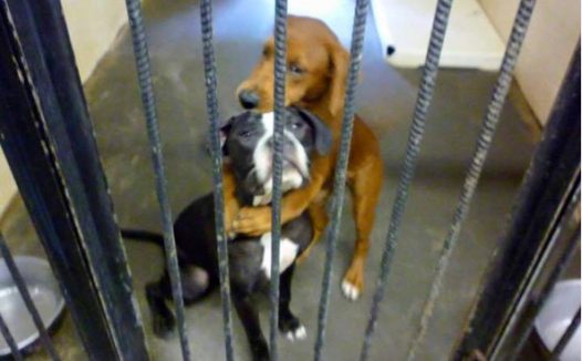 两只流浪狗执行安乐死时紧紧抱在一起,这一抱彻底改变了命运…