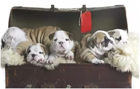 海外斗牛犬常见名Top10，你的小宠物被训话了没有？