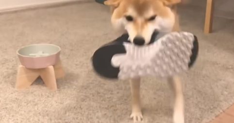 主人家带男朋友回家了，結果靴子却被柴犬藏起來，狗：别回来了