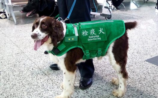 比格拥有这些特点,太适合做检疫犬了!主人都感到骄傲