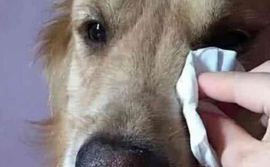 铲屎官贪便宜买回新狗垫,狗狗看了直翻白眼,大小只够当个枕头